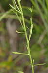 Pineland rayless goldenrod